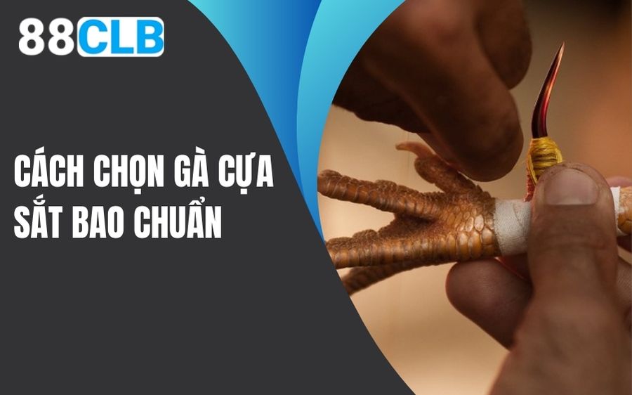 Cách chọn gà cựa sắt bao chuẩn