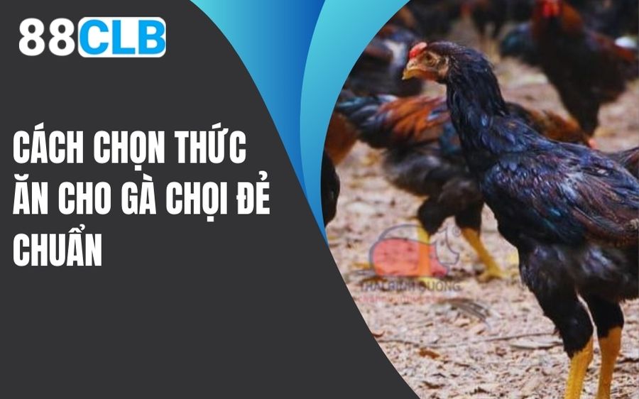 Cách chọn thức ăn cho gà chọi đẻ chuẩn