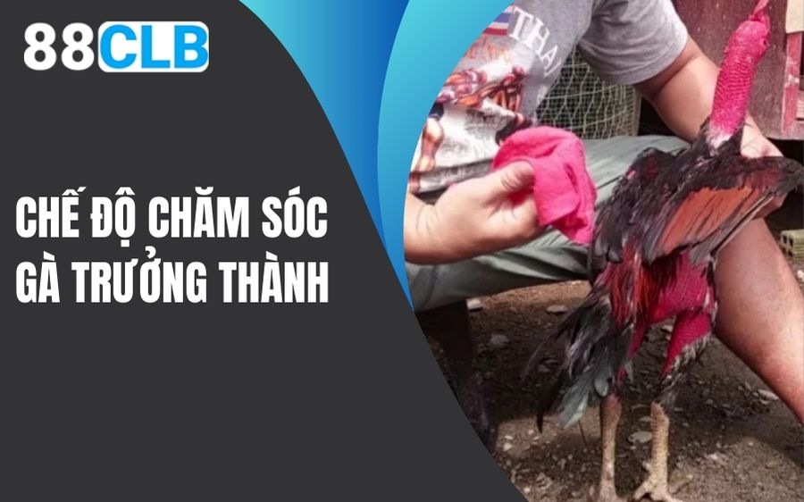 Chế độ chăm sóc gà trưởng thành