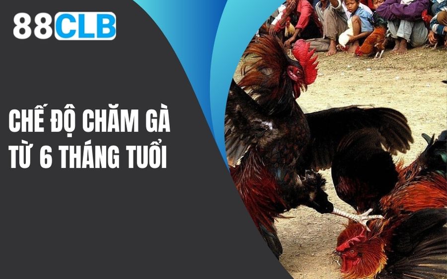 Chế độ chăm gà từ 6 tháng tuổi