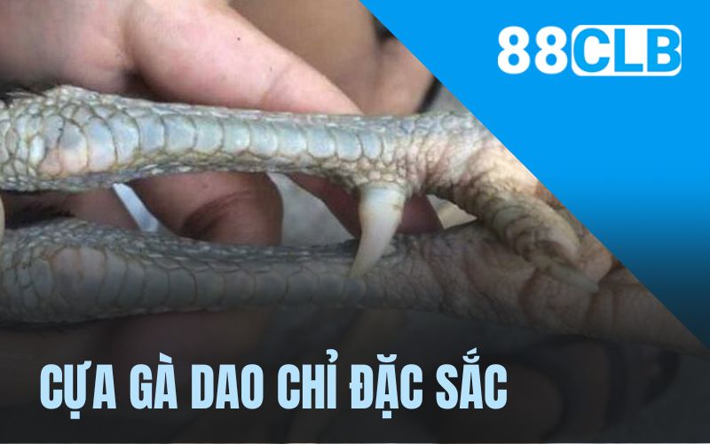 Cựa gà giao chỉ dành cho dân đam mê