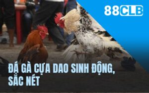 Đá gà cựa dao sinh động, sắc nét