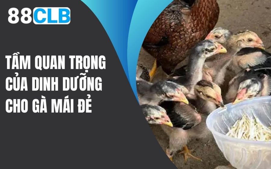 Tầm quan trọng của dinh dưỡng cho gà mái đẻ