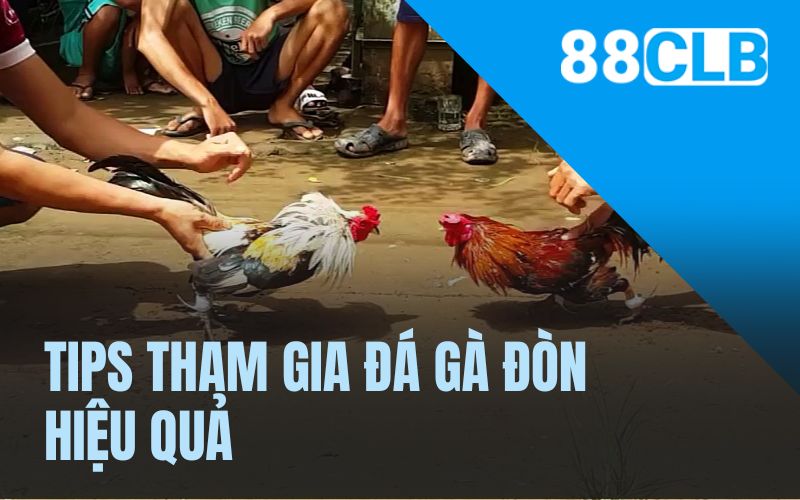 Tips tham gia đá gà đòn hiệu quả