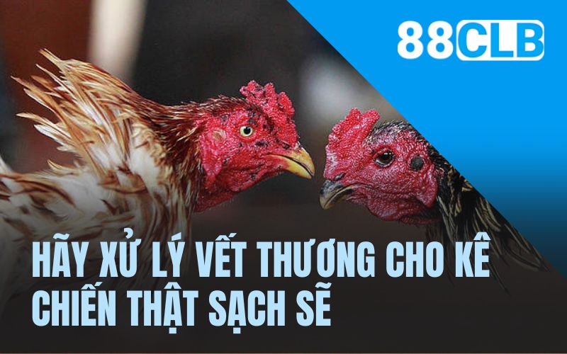 Hãy xử lý vết thương cho kê chiến thật sạch sẽ