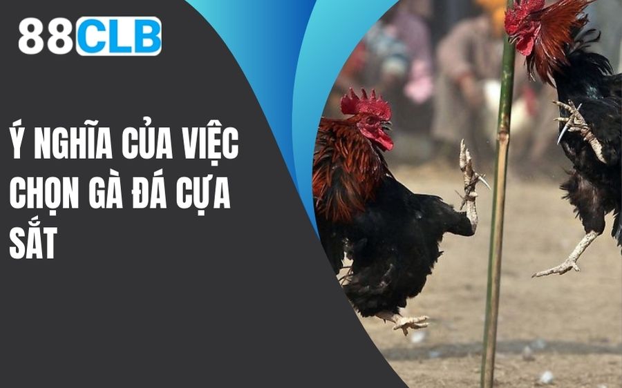 Ý nghĩa của việc chọn gà đá cựa sắt